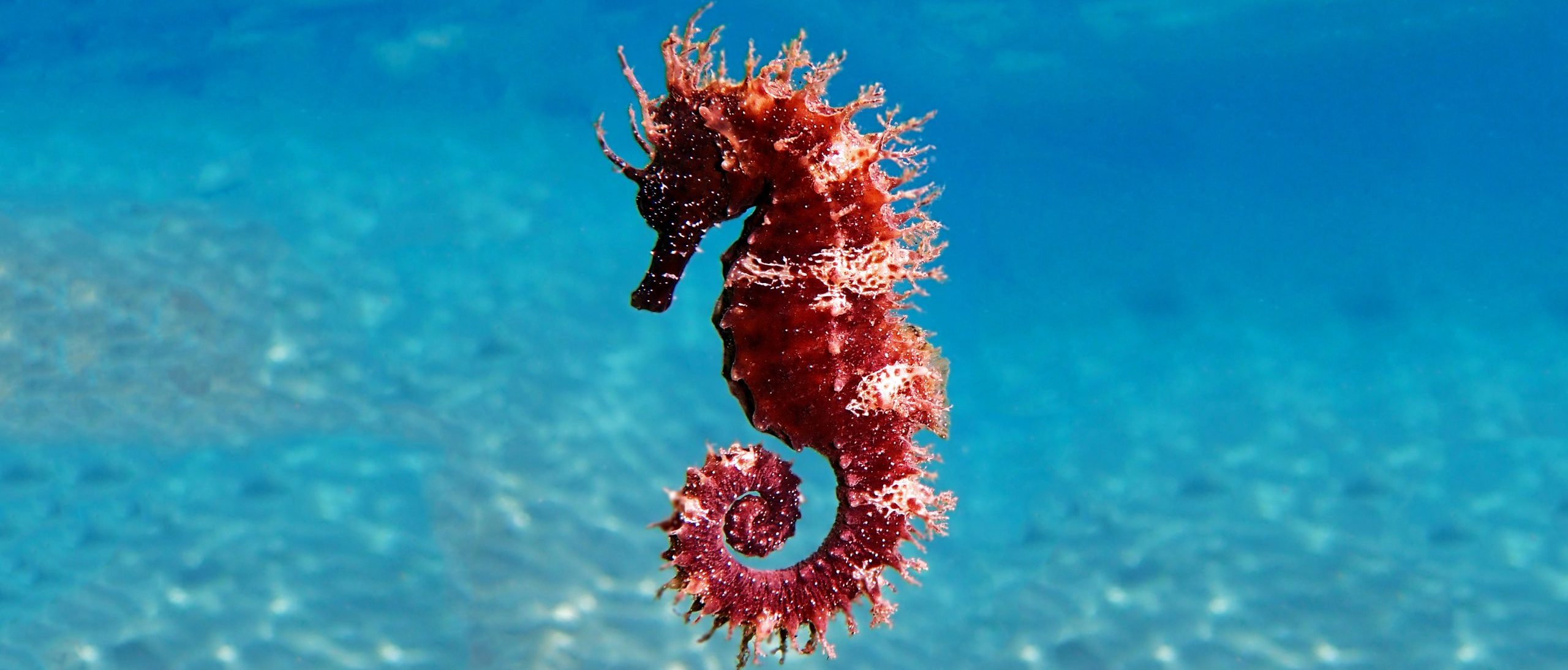 seahorses and pipefishes